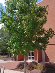 Liquidambar styraciflua