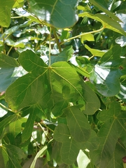 Liquidambar styraciflua