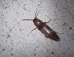 Elaterini