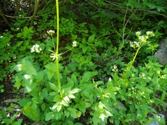 Valeriana occidentalis