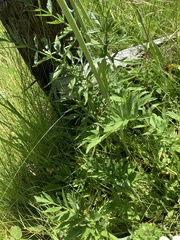 Angelica capitellata