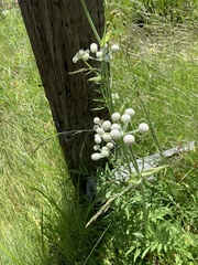Angelica capitellata