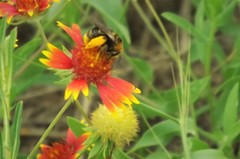 Svastra obliqua obliqua