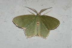 Chloropteryx tepperaria