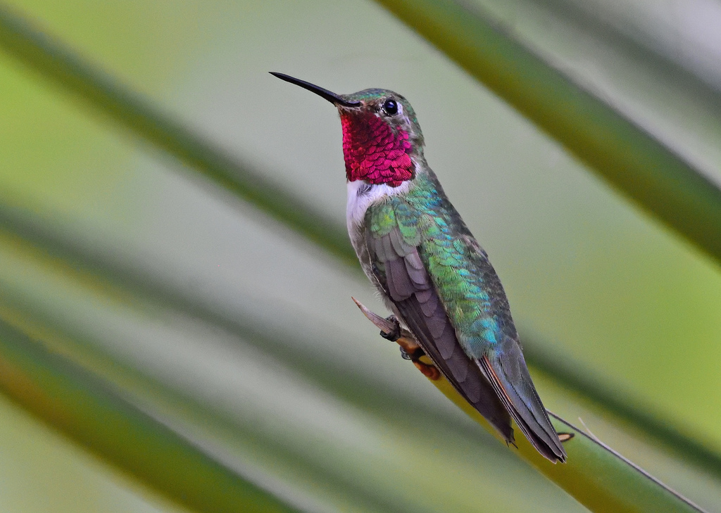 Broad-Tailed Hummingbird