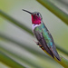 Broad-tailed Hummingbird - Photo (c) Ad Konings, some rights reserved (CC BY-NC), uploaded by Ad Konings