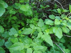 Osmorhiza depauperata