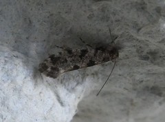 Parochmastis hilderi