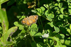 Phyciodes phaon phaon