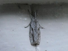 Eudonia bisinualis