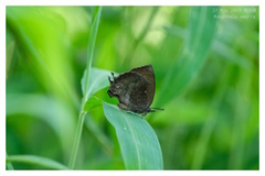 Mahathala ameria
