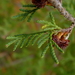 False Cypress - Photo (c) John B., some rights reserved (CC BY)