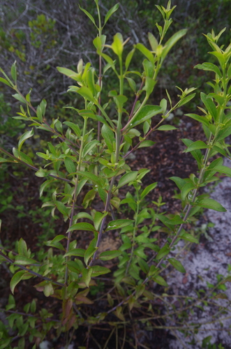 Smooth yellow false foxglove (Aureolaria flava)