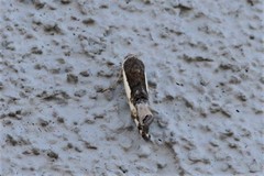 Tarache augustipennis