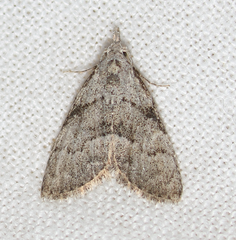Nola involuta