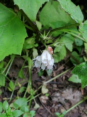 Hydrophyllum canadense