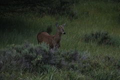 Hippocamelus bisulcus