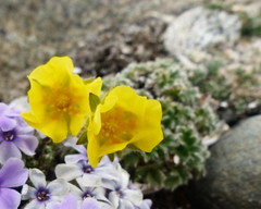 Potentilla subvahliana