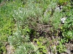 Artemisia arbuscula