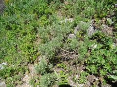 Artemisia arbuscula