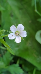 Geranium sibiricum