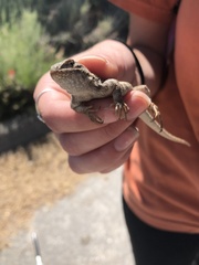 Sceloporus graciosus