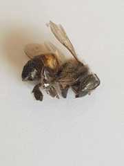 Apis mellifera