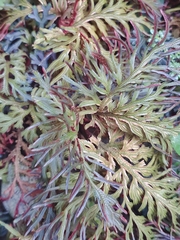 Selaginella erythropus