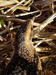 Coturnicops noveboracensis