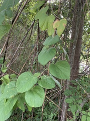 Aristolochia tomentosa