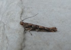 Pyroderces aellotricha