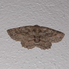 Bryoptera subbrunnea