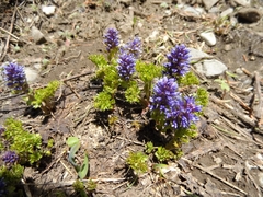 Veronica paysonii