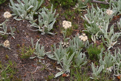 Antennaria lanata