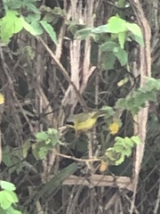 Geothlypis aequinoctialis