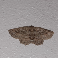 Bryoptera subbrunnea