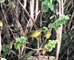 Geothlypis aequinoctialis