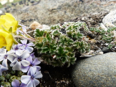 Potentilla subvahliana