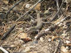 Aspidoscelis neomexicanus