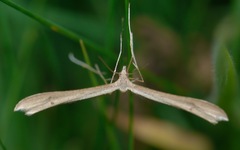 Stenoptilia pterodactyla