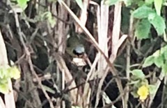 Geothlypis aequinoctialis