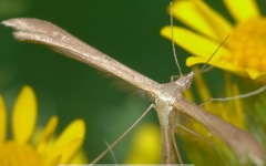 Stenoptilia pterodactyla