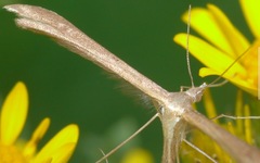 Stenoptilia pterodactyla