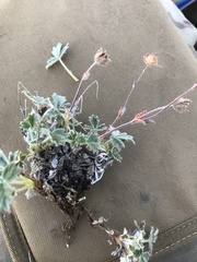 Potentilla × villosula