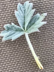 Potentilla × villosula