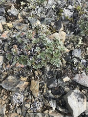 Potentilla × villosula