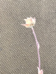 Potentilla × villosula