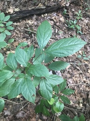 Calycanthus floridus
