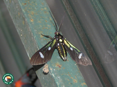 Leucotmemis nexa