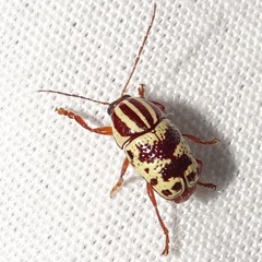 Cryptocephalus leucomelas